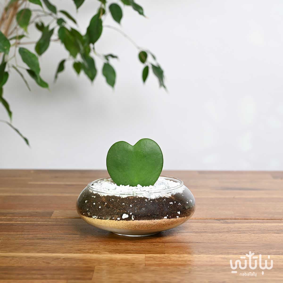 نبتة هويا قلب الحب في اصيص زجاجي