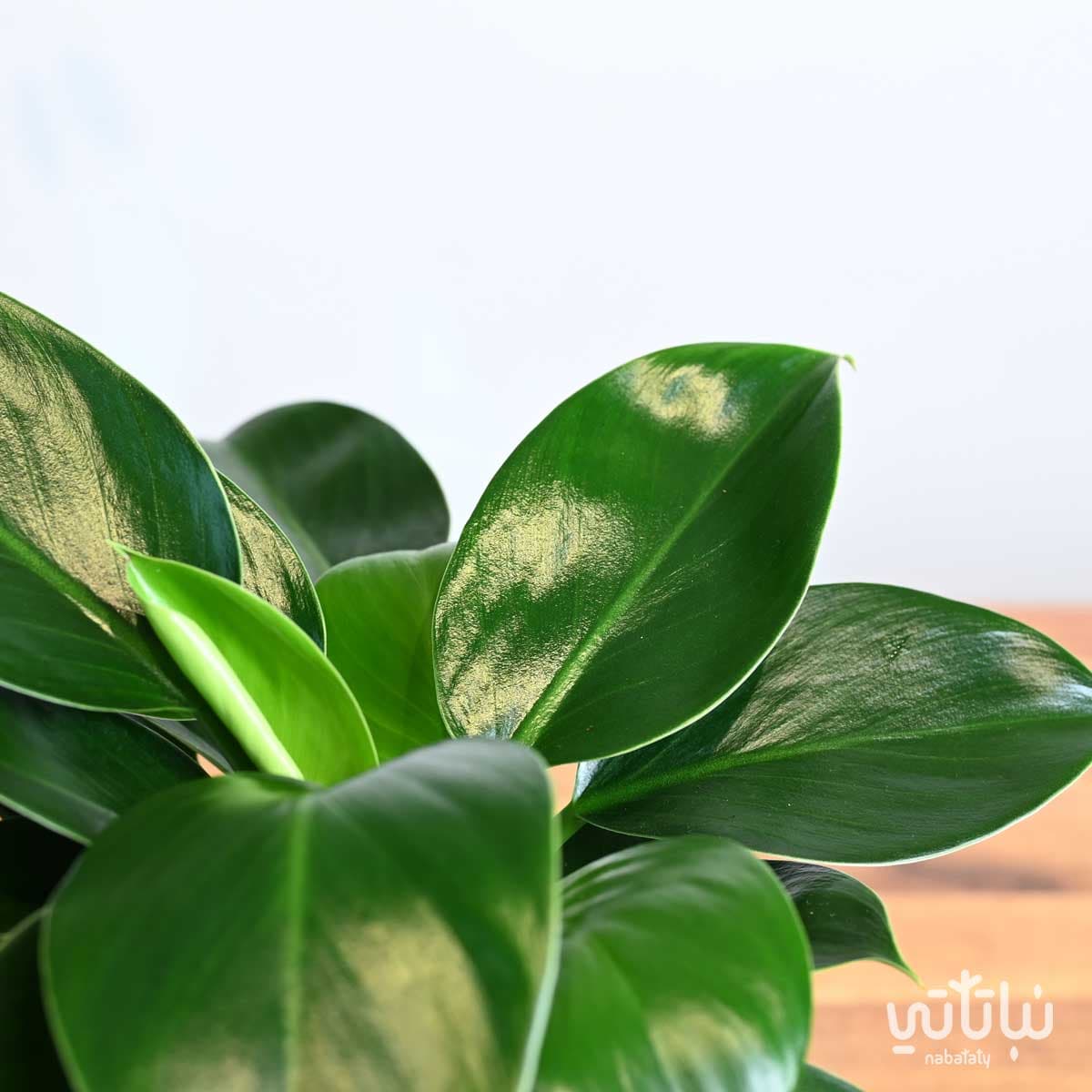 نبتة فيلوديندرون الاميرة الخضراء في حوض سيراميك ابيض 2