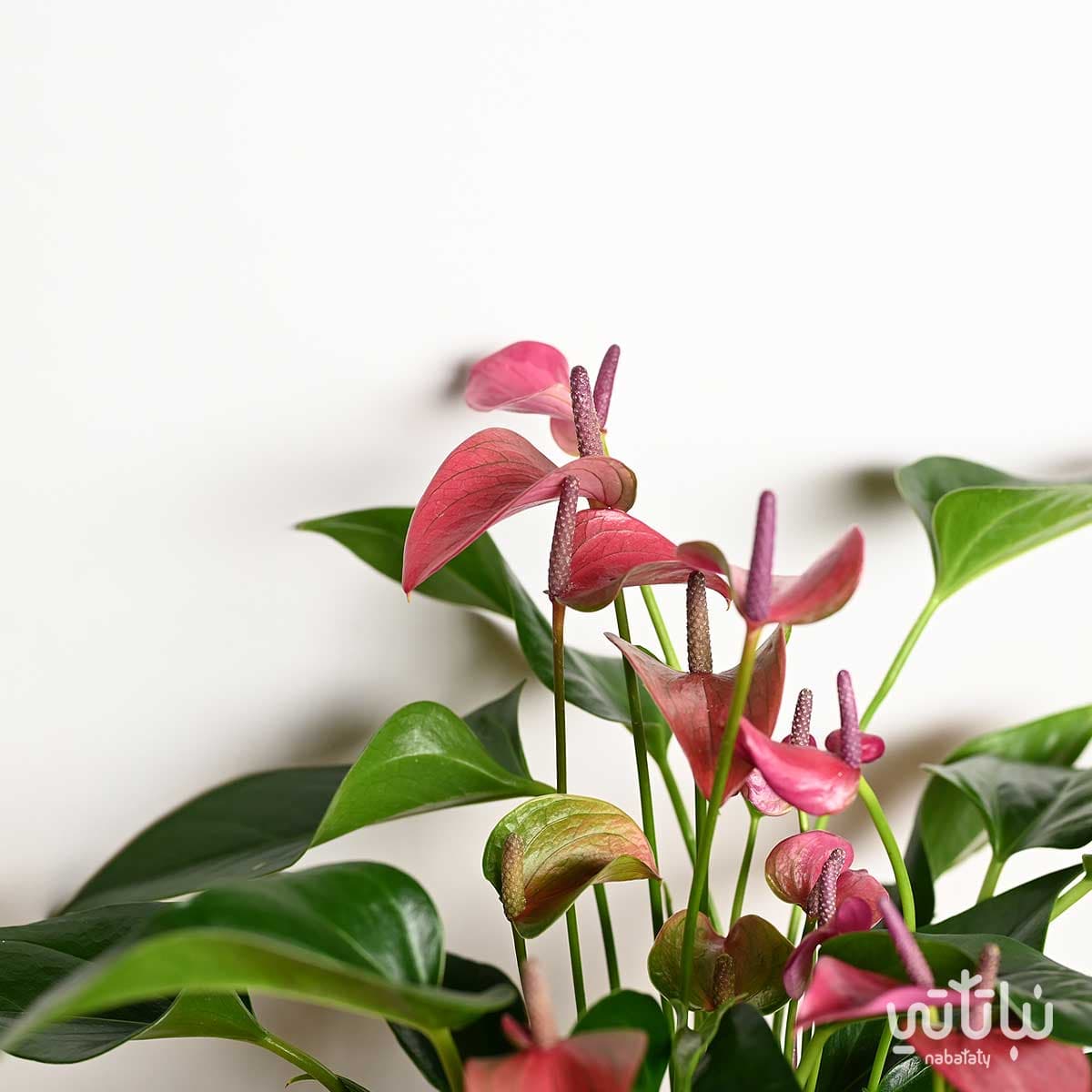 نبتة انتوريوم بنفسجي 2