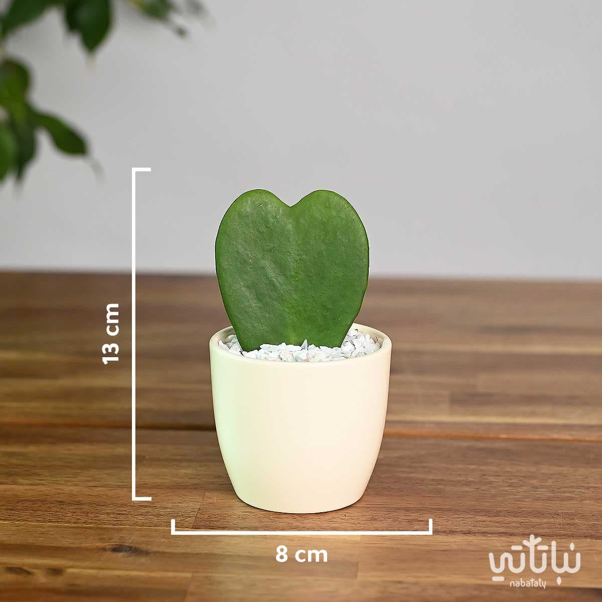 نبتة هويا قلب الحب في اصيص سيراميك 2