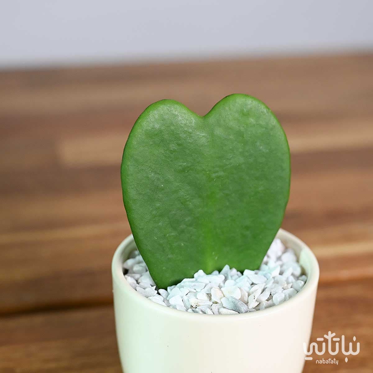 نبتة هويا قلب الحب في اصيص سيراميك 3