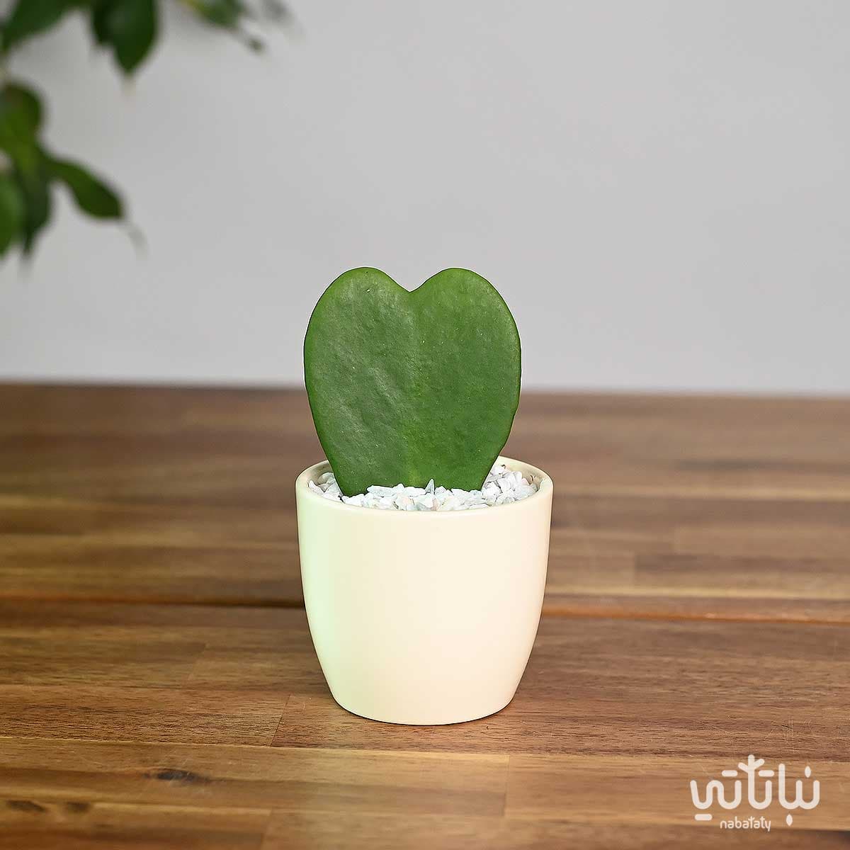 نبتة هويا قلب الحب في اصيص سيراميك 1