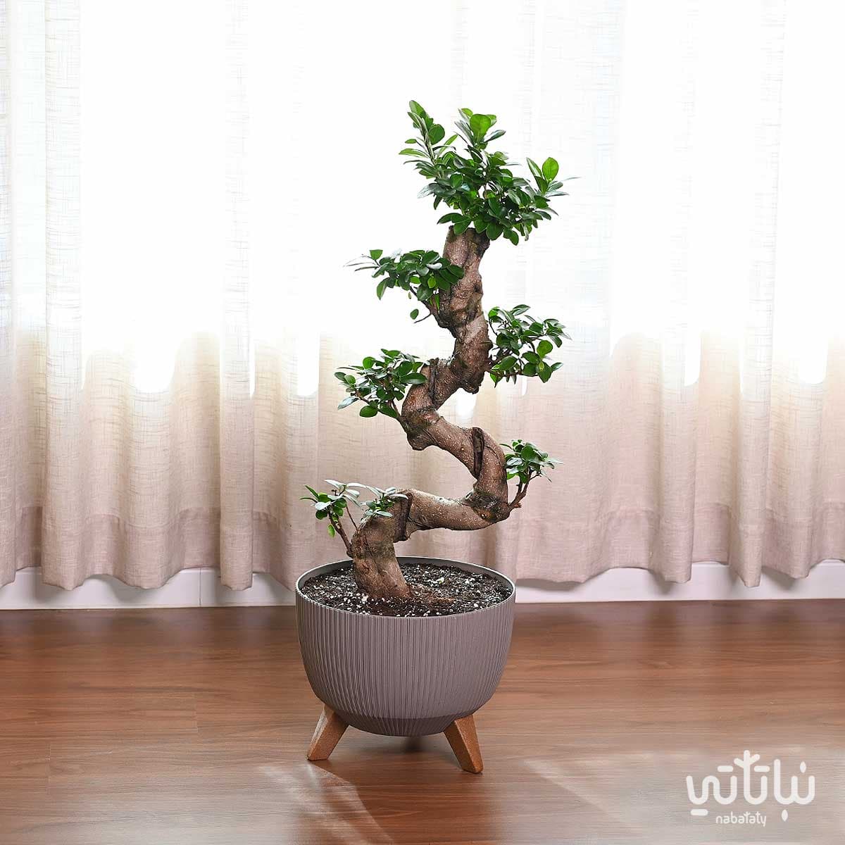 نبتة بونساي كبيرة 70 سم في حوض رمادي مخطط بقاعدة