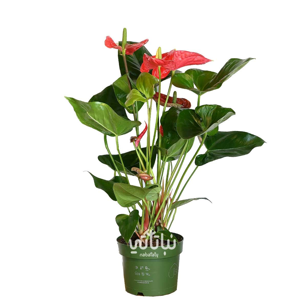 نبتة انتوريوم احمر كبير