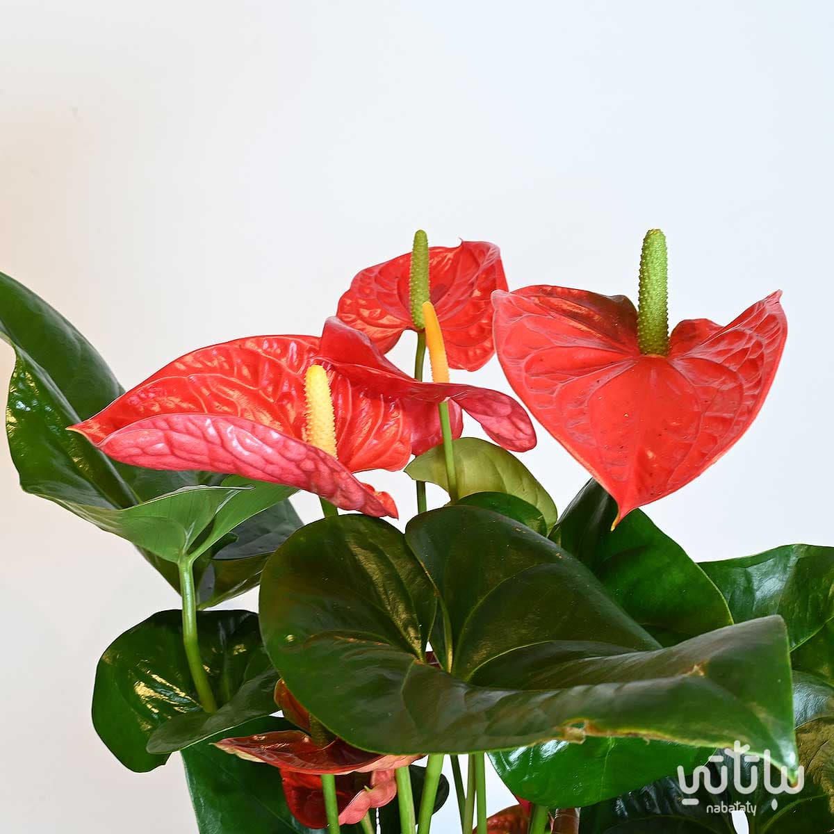 نبتة انتوريوم احمر كبير 2
