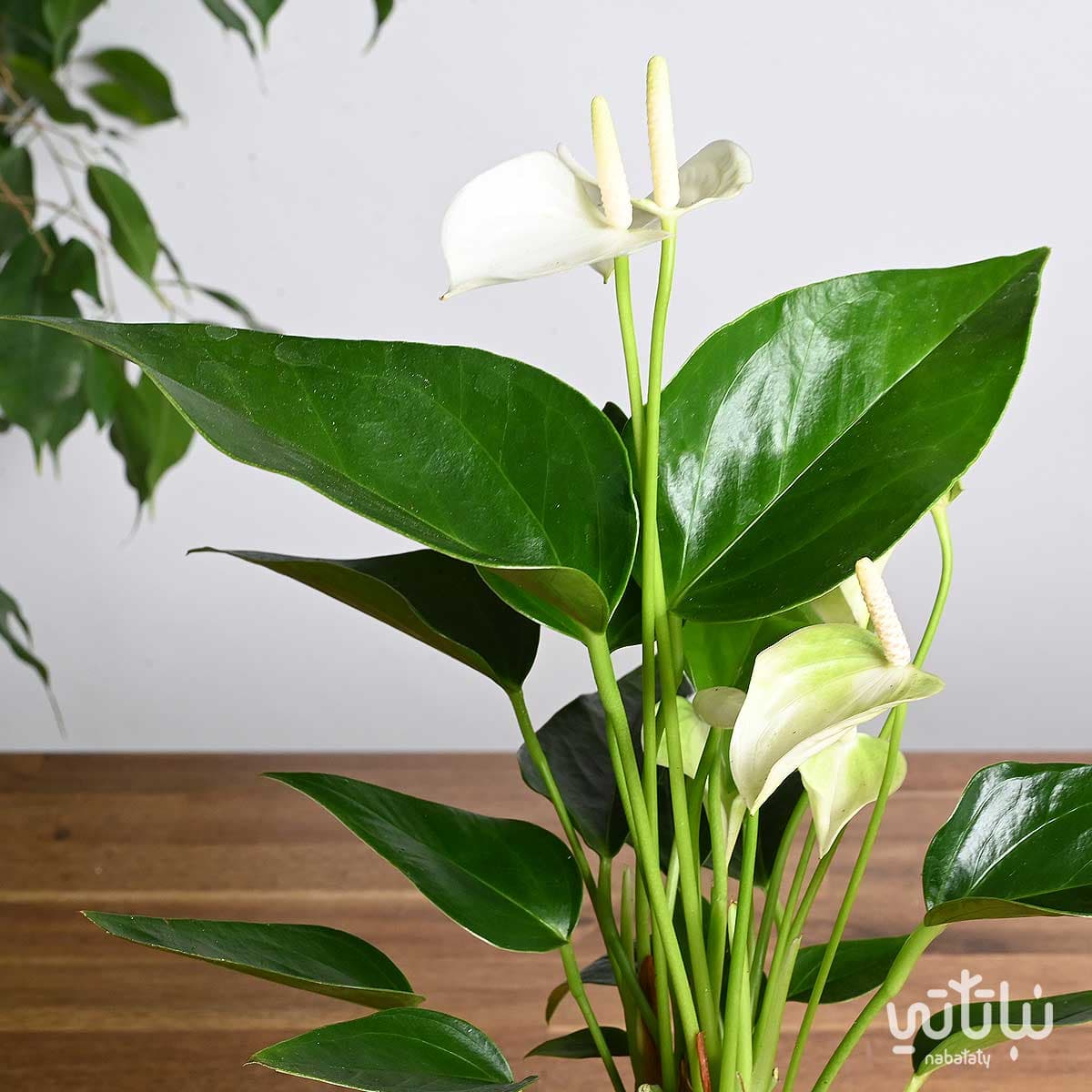 نبتة انتوريوم ازهار بيضاء في اصيص سيراميك مخطط صغير 3