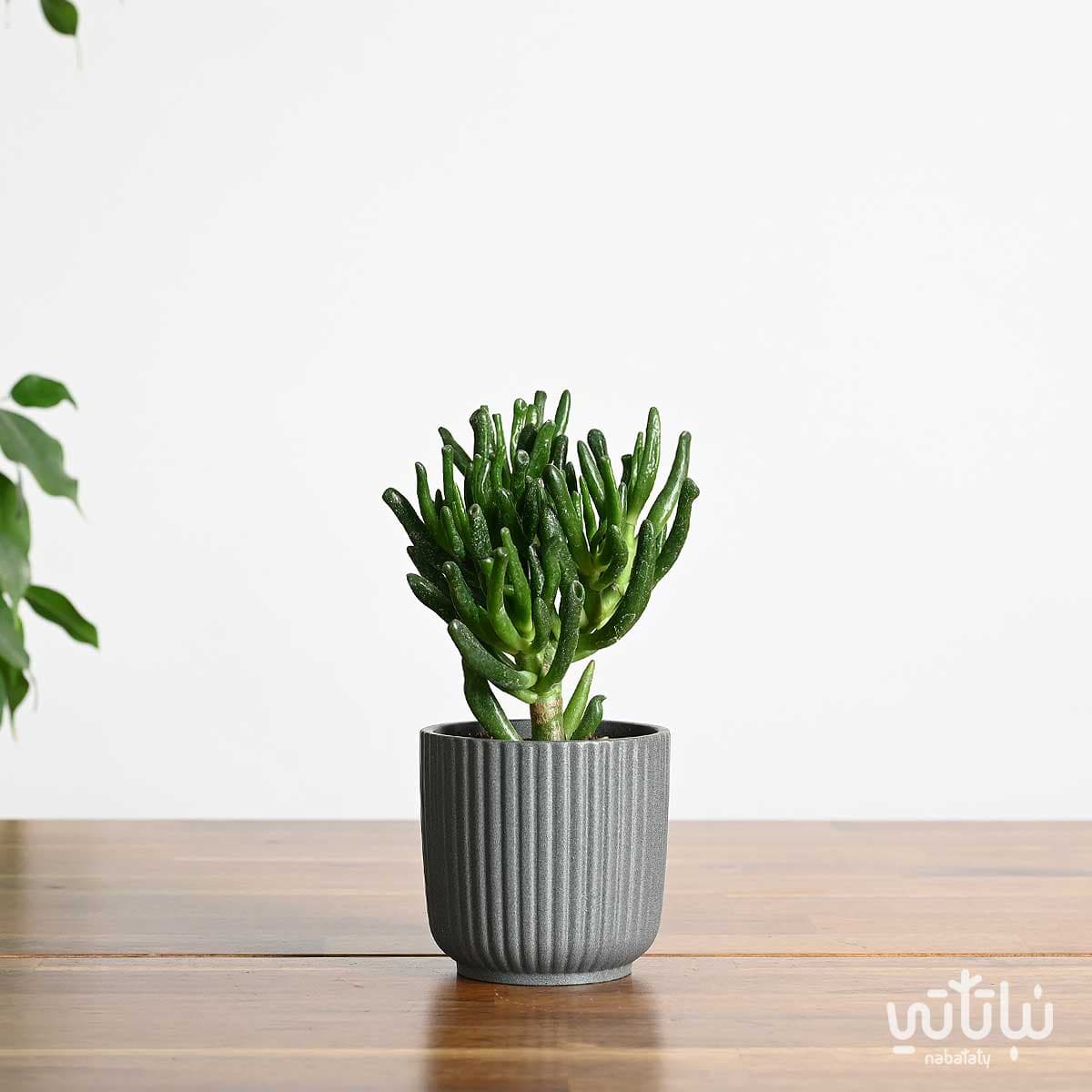 نبتة كراسولا اوفاتا في اصيص سيراميك مخطط صغير