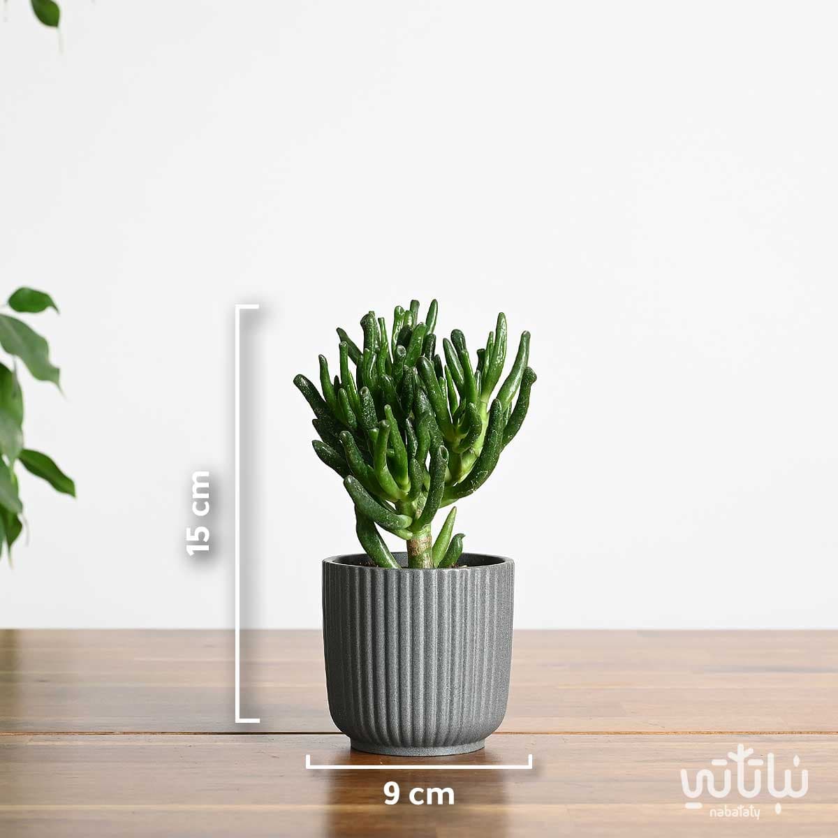 نبتة كراسولا اوفاتا في اصيص سيراميك مخطط صغير 2