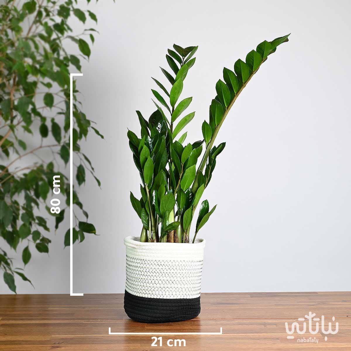 Zamia plant in a white basket with black stripes 3
