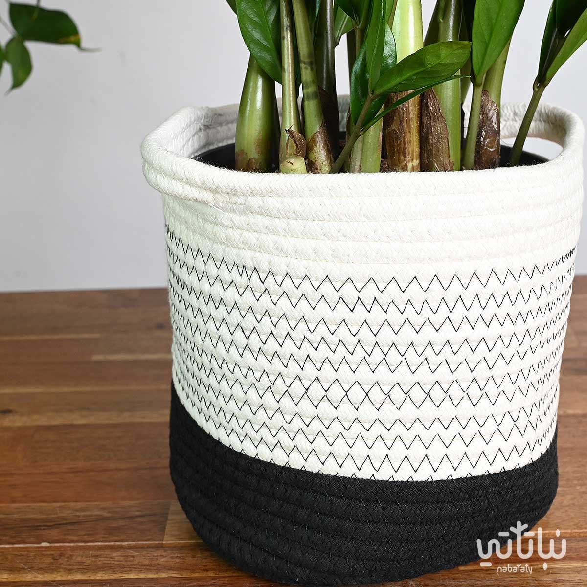 Zamia plant in a white basket with black stripes 2
