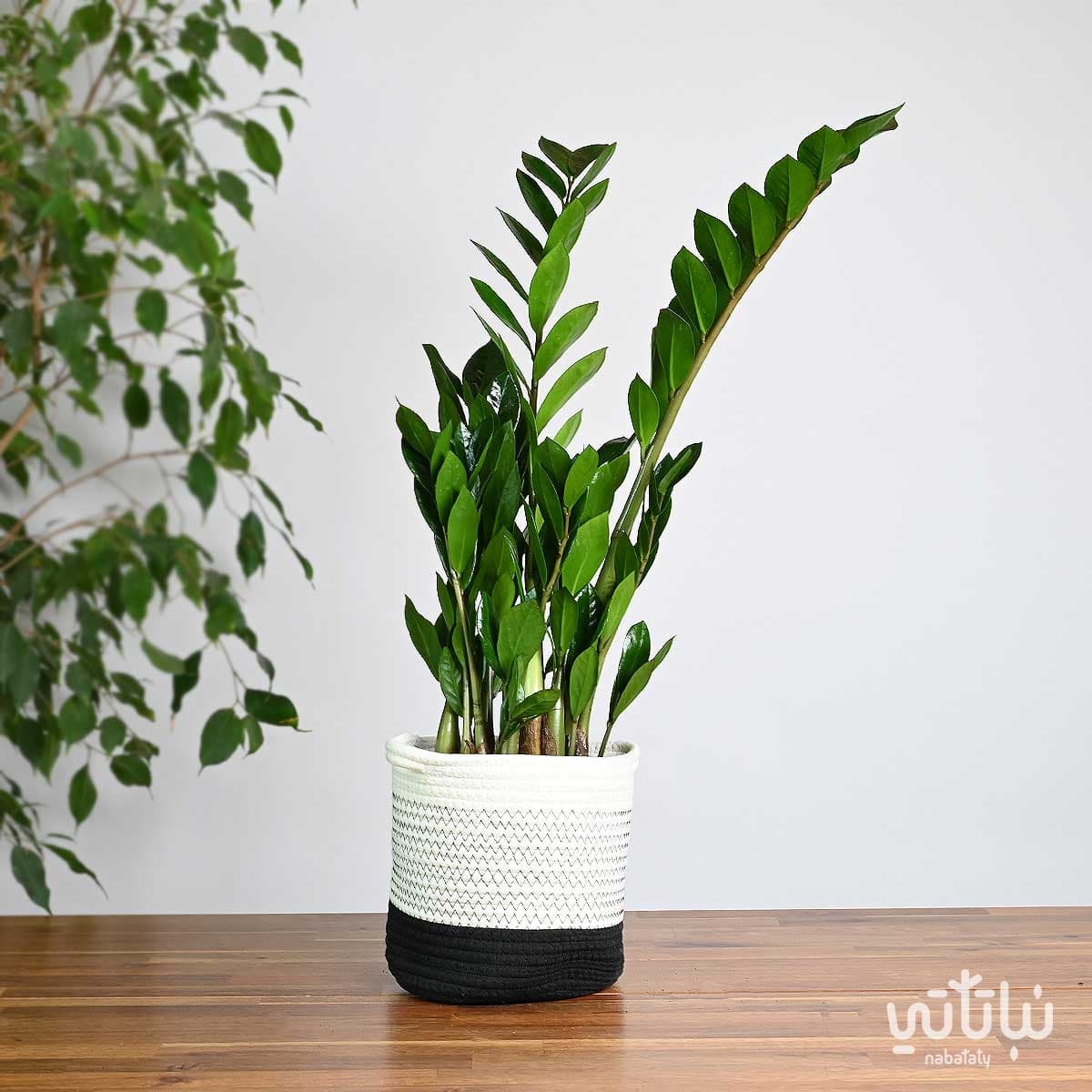 Zamia plant in a white basket with black stripes 1