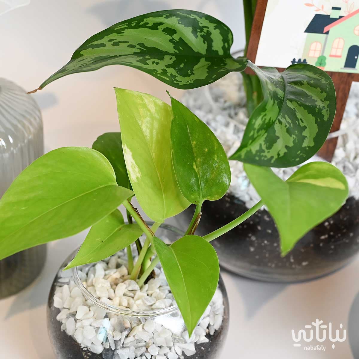 هدية منزل مبارك المجموعة الزجاجية 3