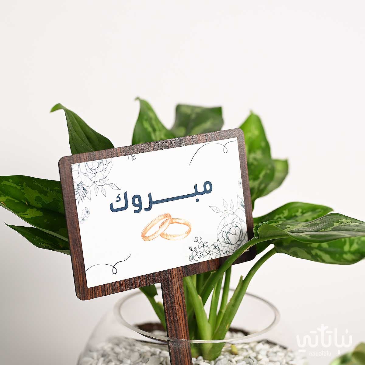 هدية الزواج نبتة اجلونيما وتشوكلت أنوش 2