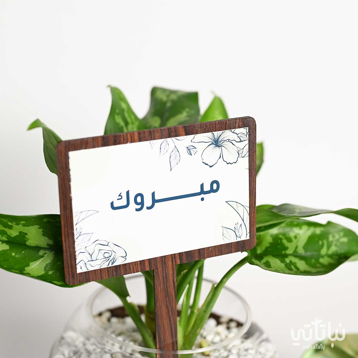 هدية مبروك نبتة اجلونيما وتشوكلت أنوش 2