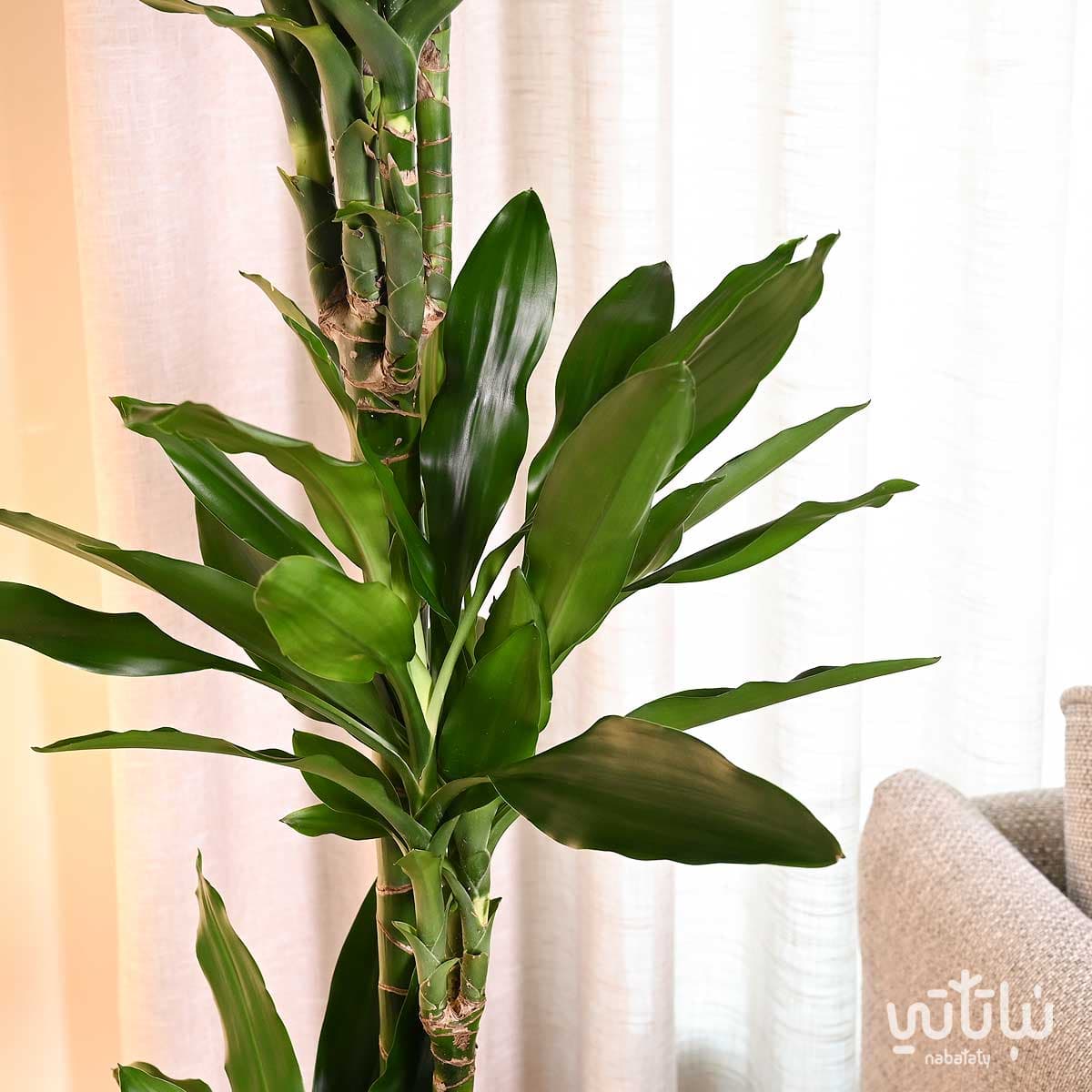 نبتة دراسينا جانيت ليند كبيرة في حوض ري ذاتي ابيض 3