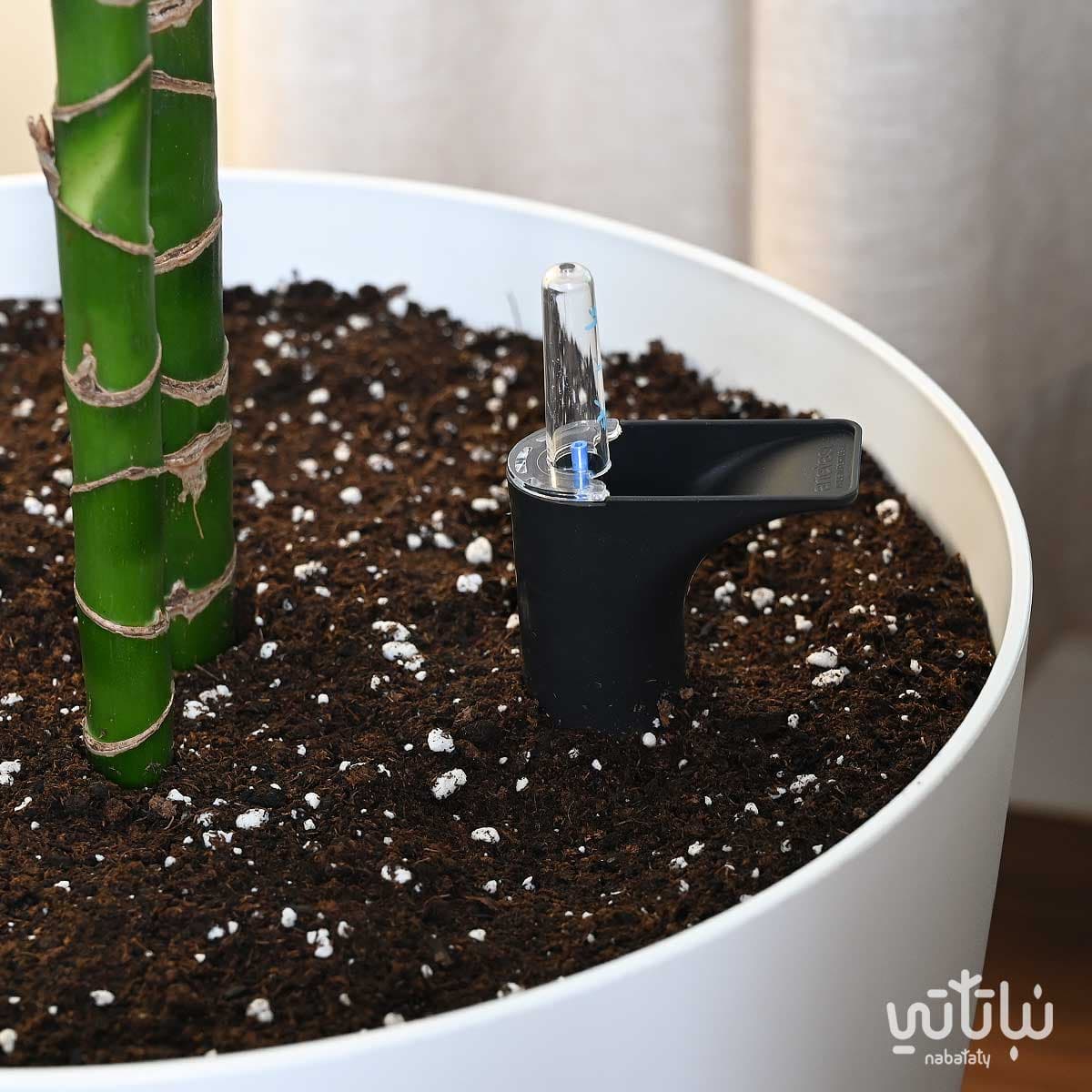 نبتة دراسينا جانيت ليند كبيرة في حوض ري ذاتي ابيض 2