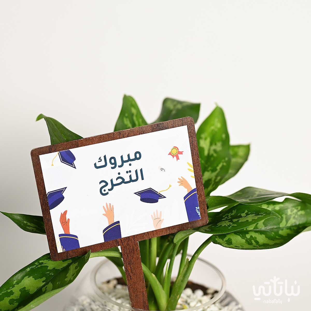 هدية مبروك التخرج نبتة الاجلونيما وتشوكلت أنوش 2
