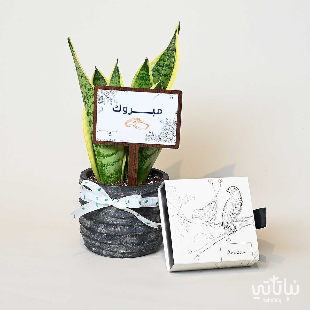 هدية الزواج نبتة جلد النمر وتشوكلت أنوش