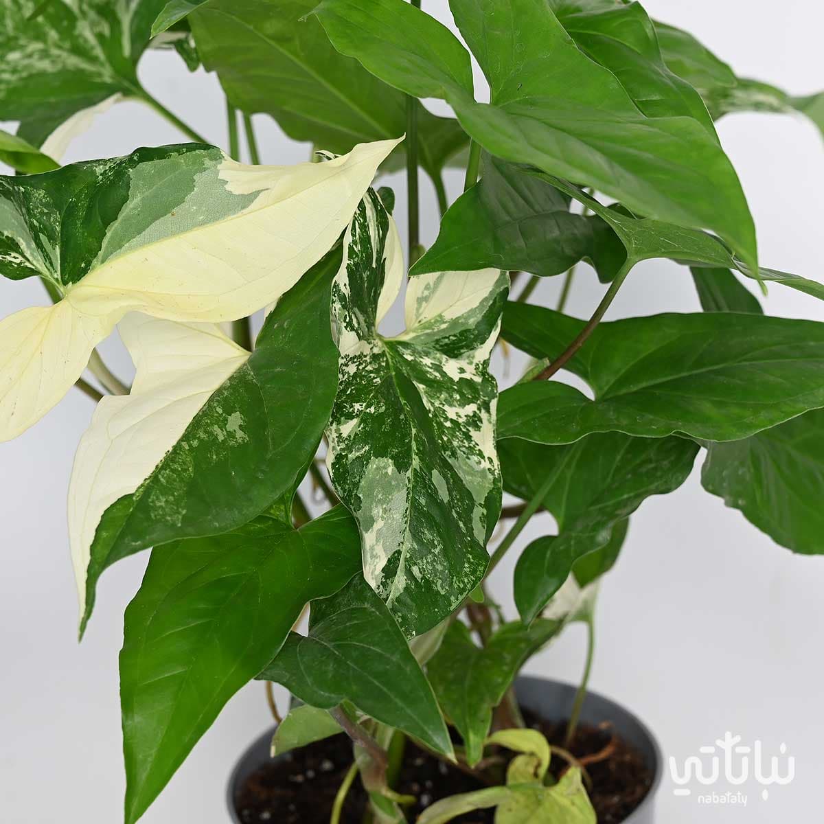 نبتة سنجونيوم البو 2