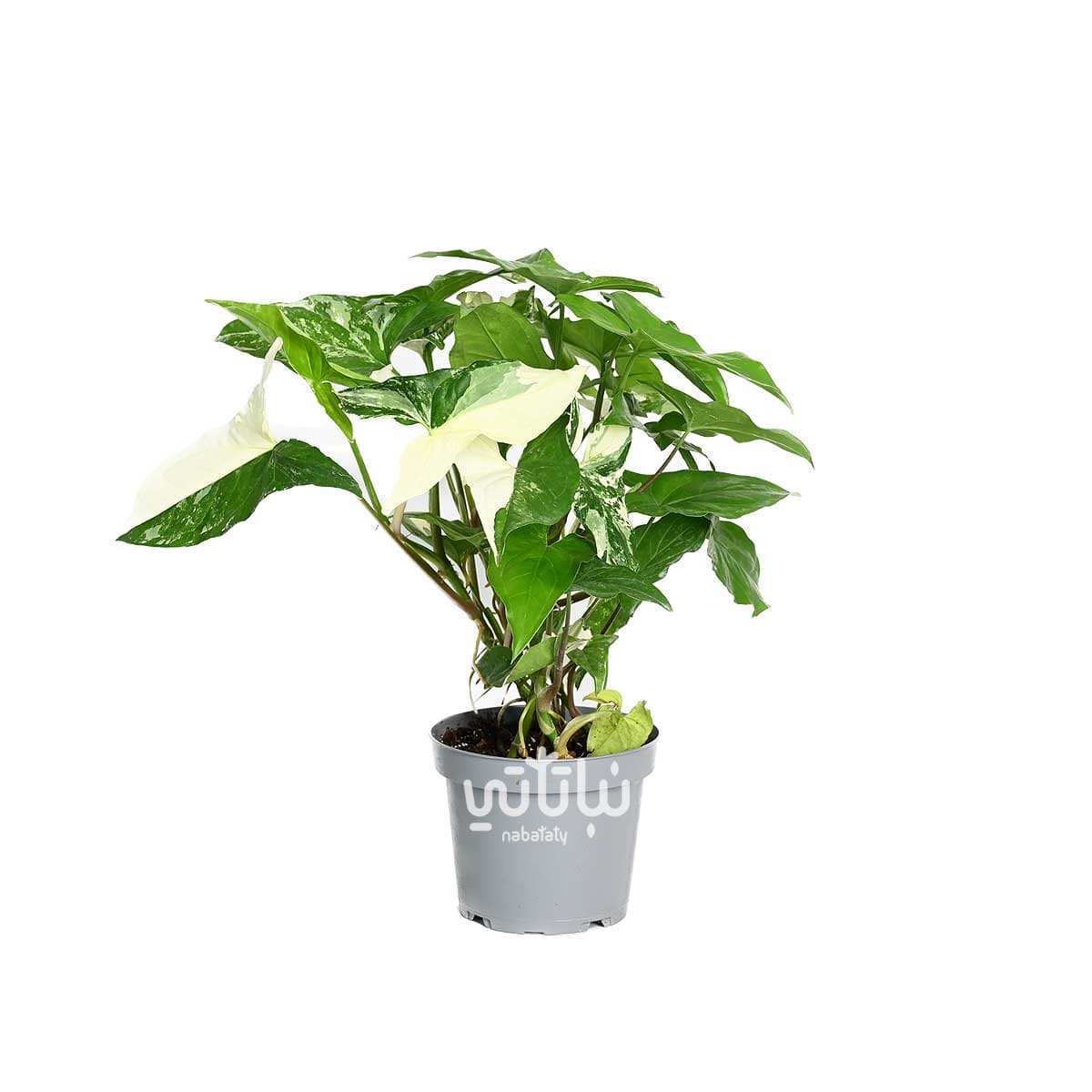 نبتة سنجونيوم البو