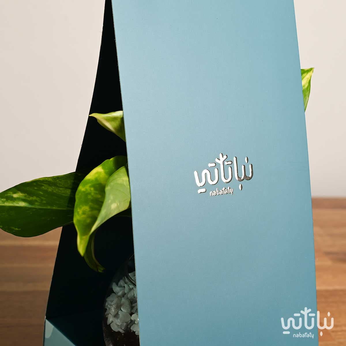 هدية هولدر نبتة البوتس ازرق 4