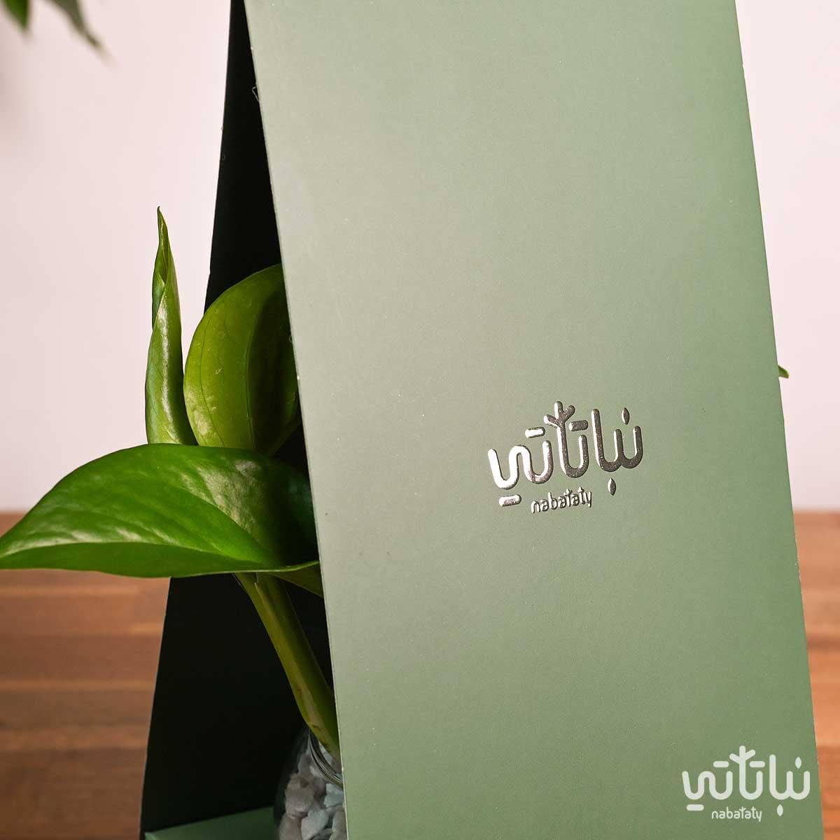 هدية هولدر نبتة البوتس اخضر 2