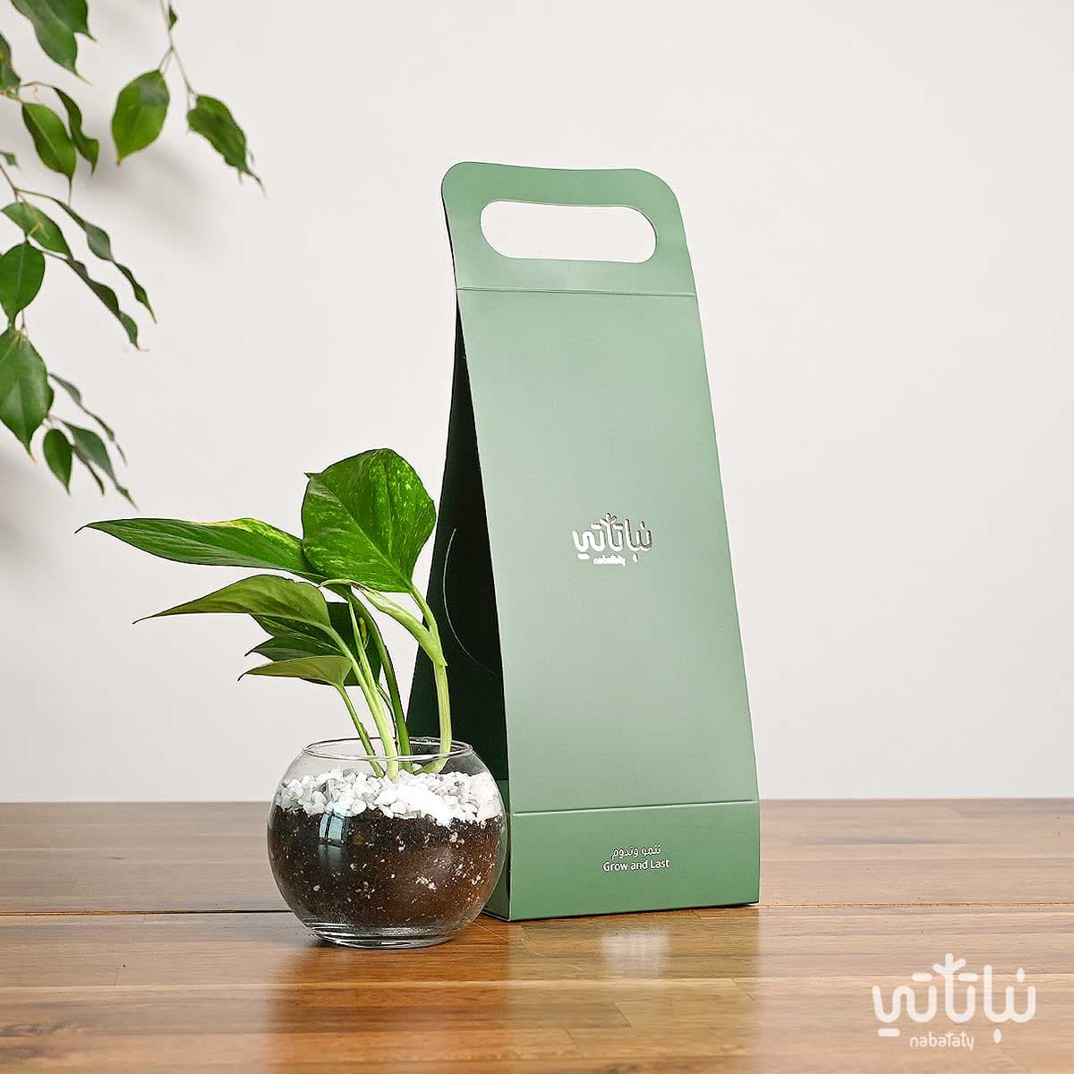 هدية هولدر نبتة البوتس اخضر 1