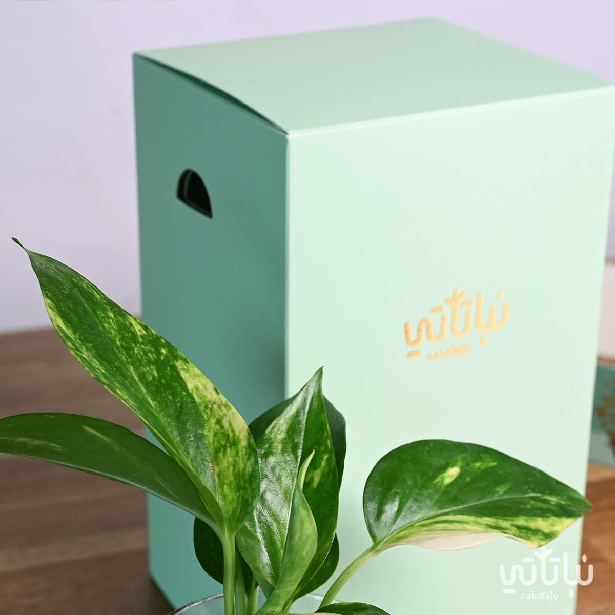 هدية نبتة البوتس اخضر فاتح 3