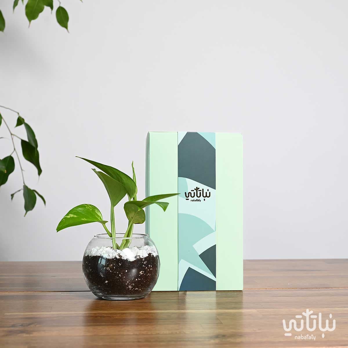 هدية نبتة البوتس اخضر فاتح