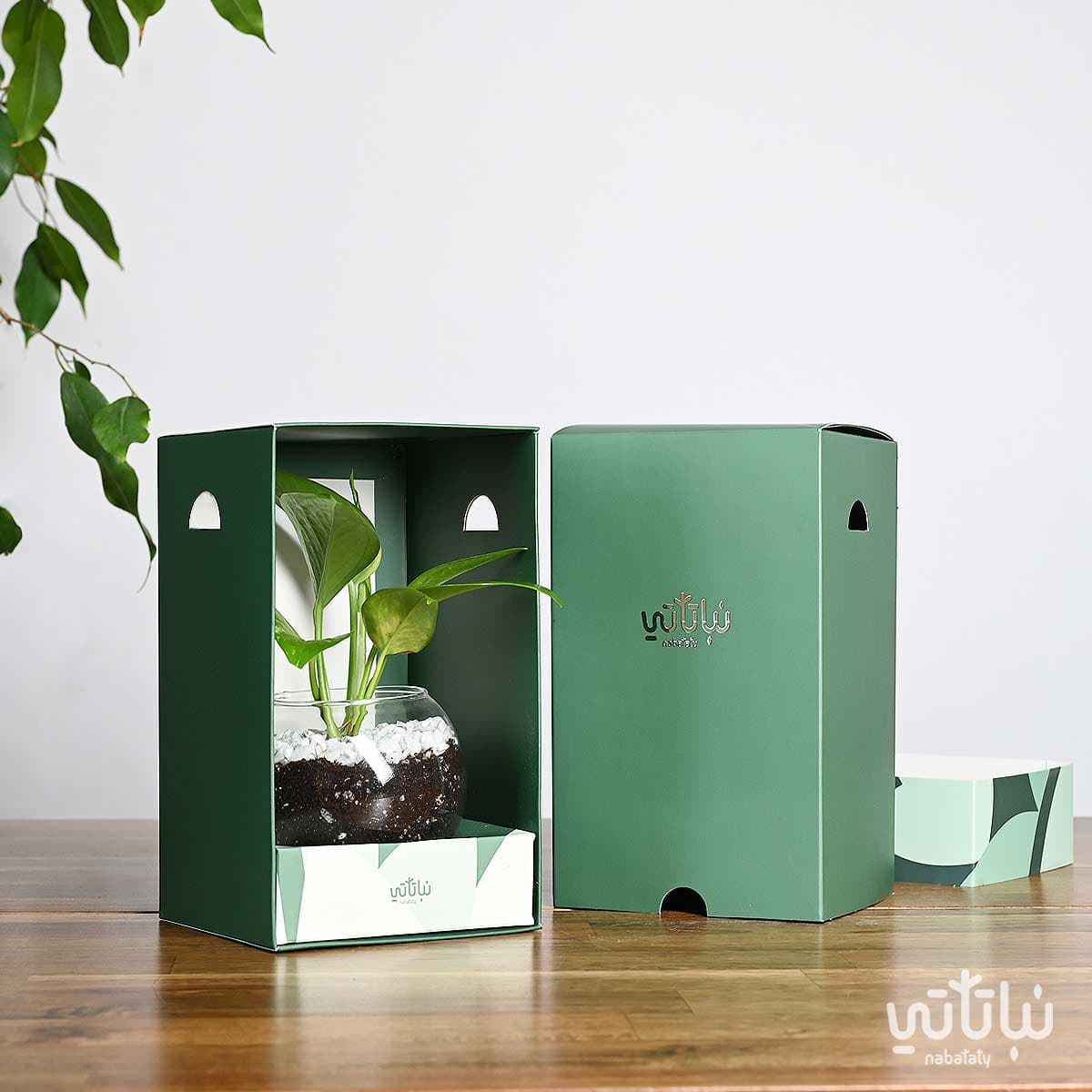 هدية نبتة البوتس اخضر 3