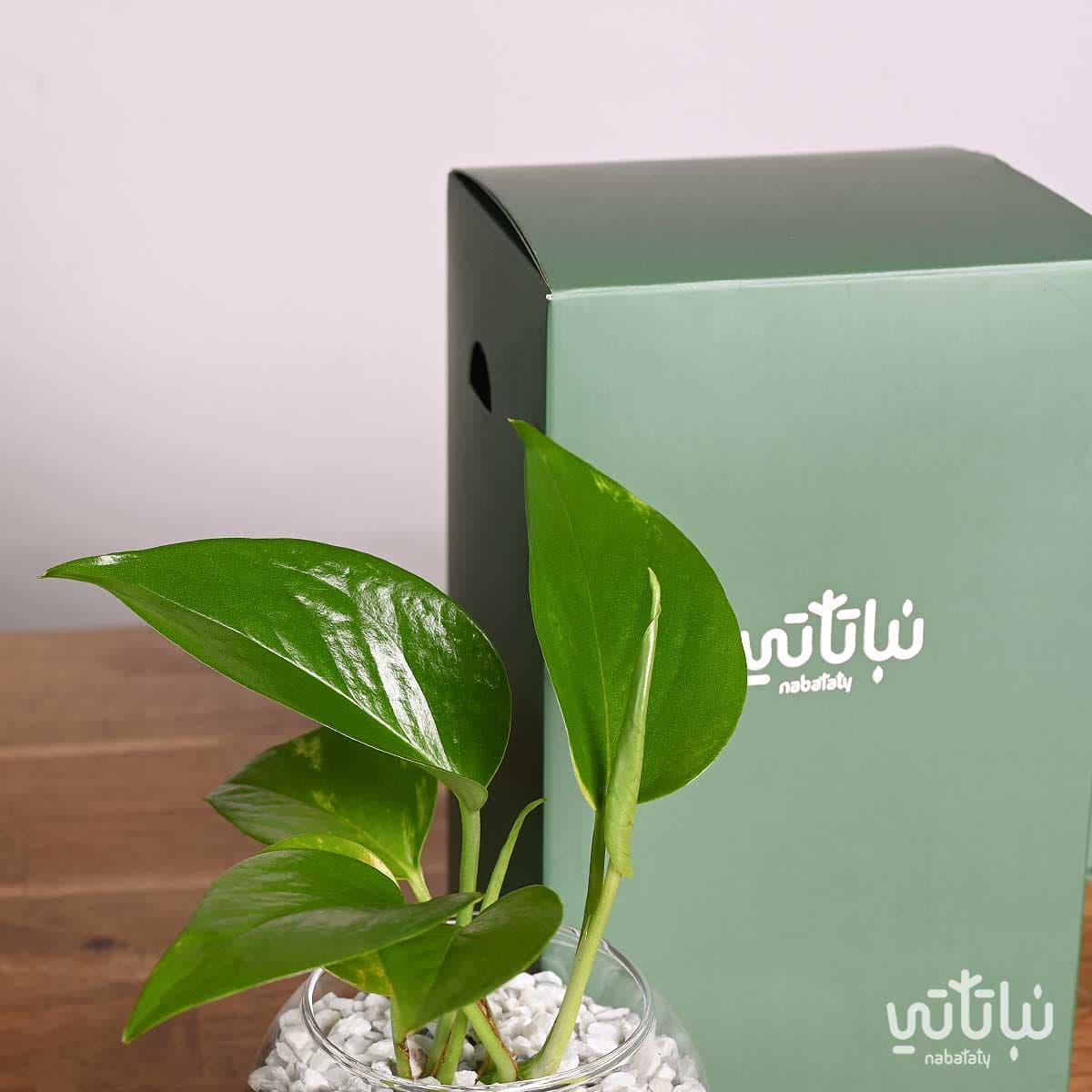 هدية نبتة البوتس اخضر 2
