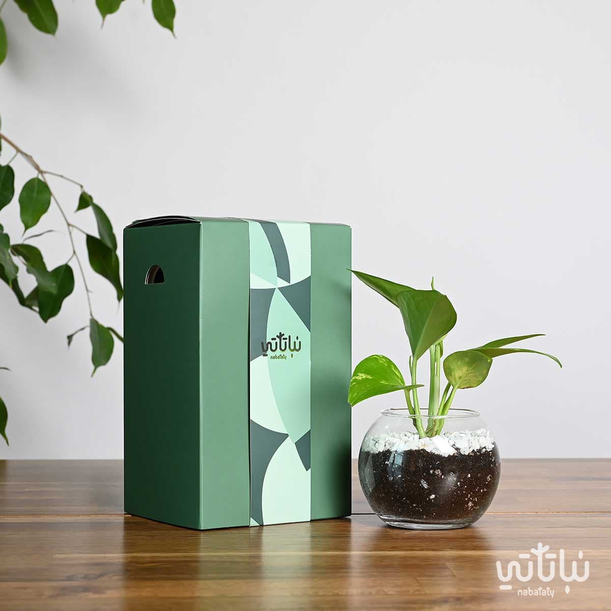 هدية نبتة البوتس اخضر