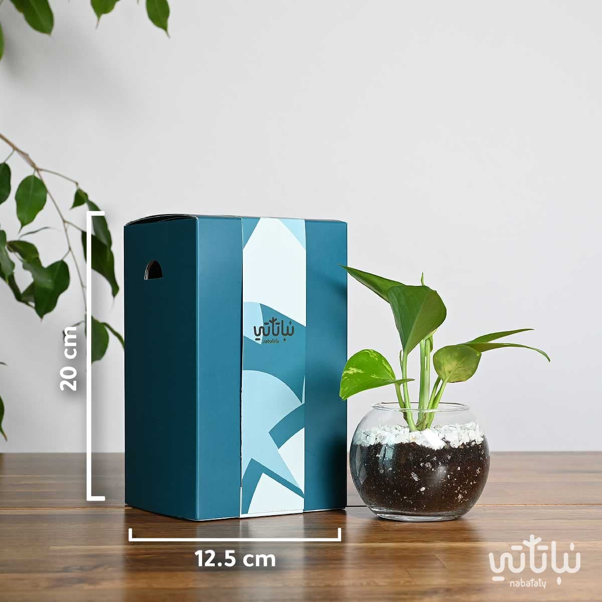 هدية نبتة البوتس ازرق 2