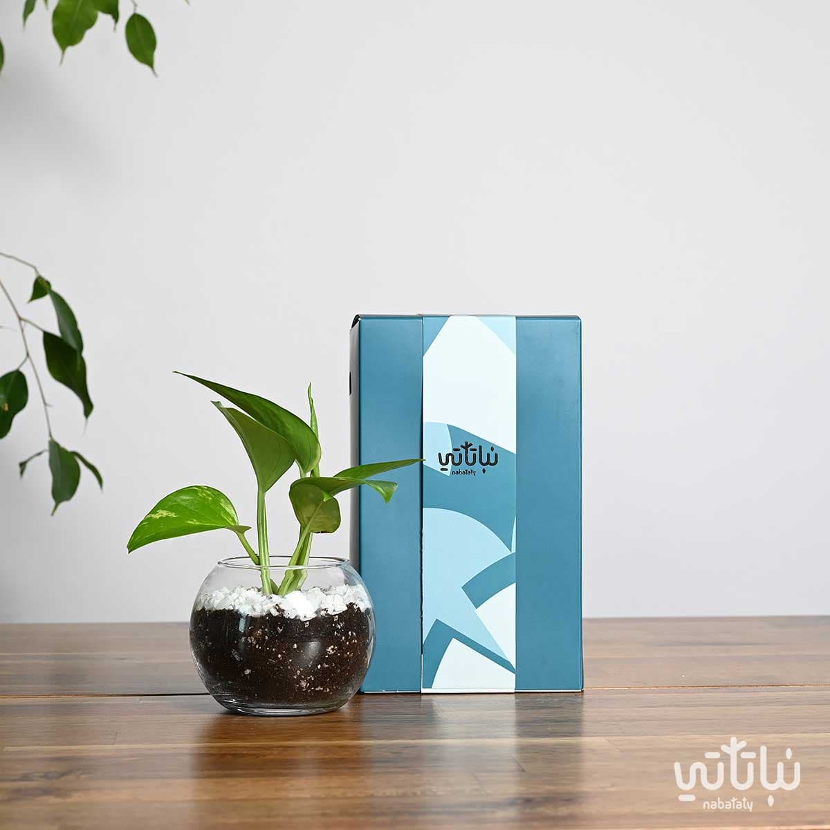 هدية نبتة البوتس ازرق