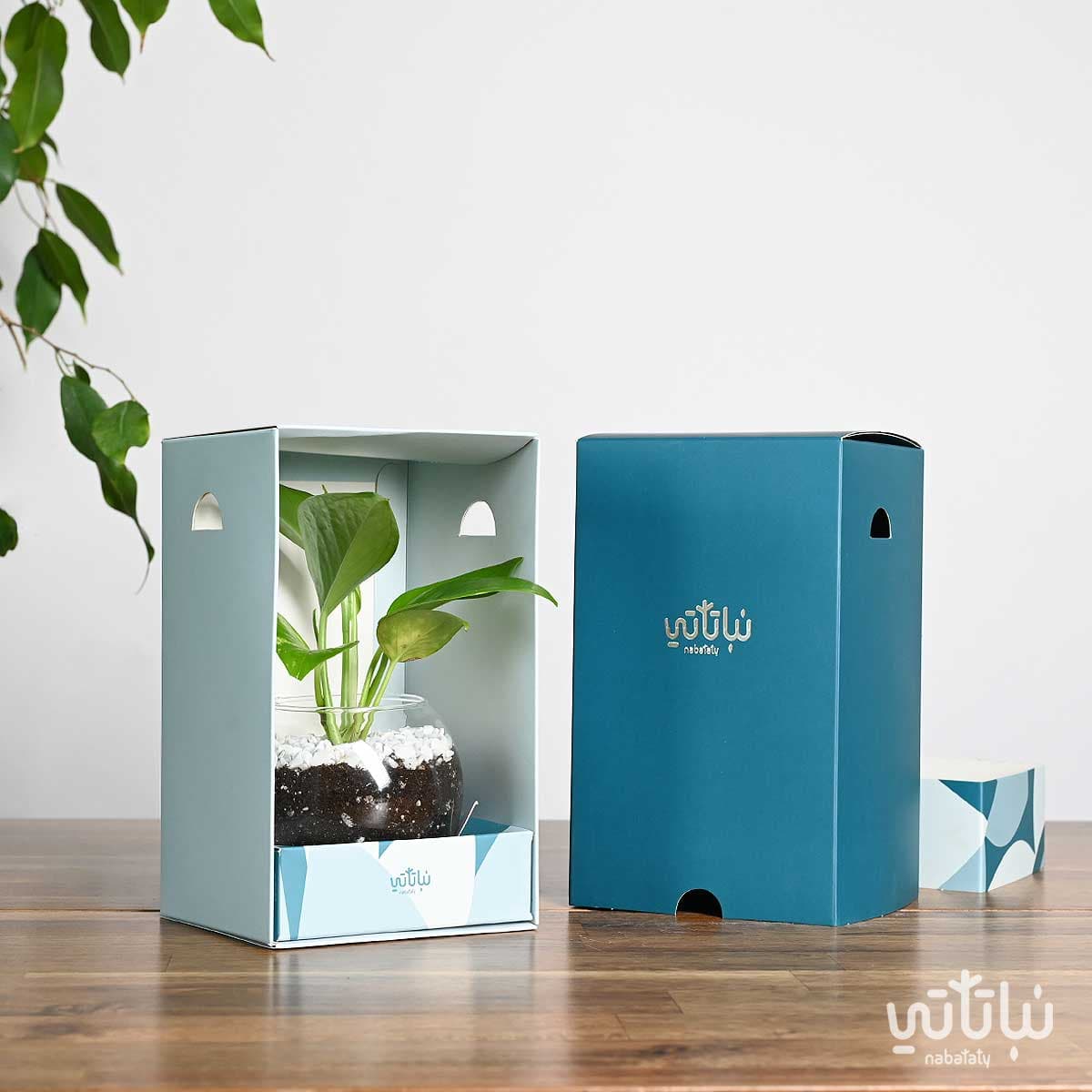 هدية نبتة البوتس ازرق 3