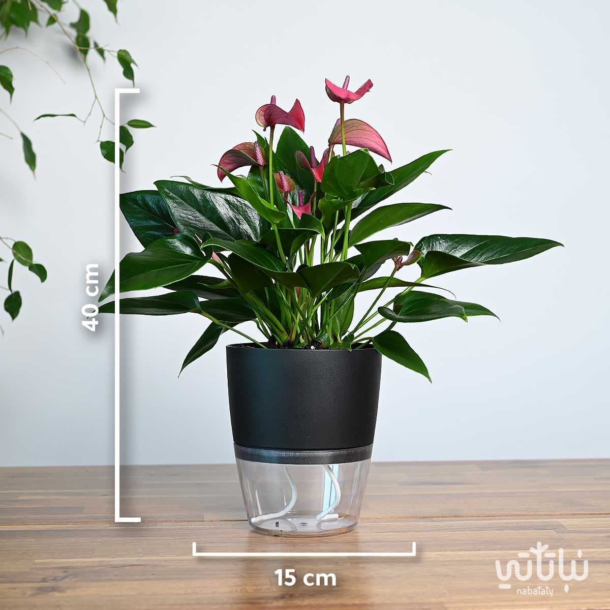 نبتة انتوريوم بنفسجي في اصيص شفاف ذاتي الري اسود 4