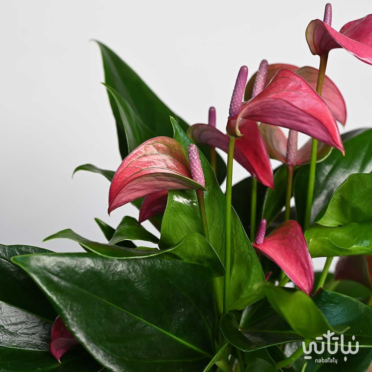 نبتة انتوريوم بنفسجي في اصيص شفاف ذاتي الري اسود 3