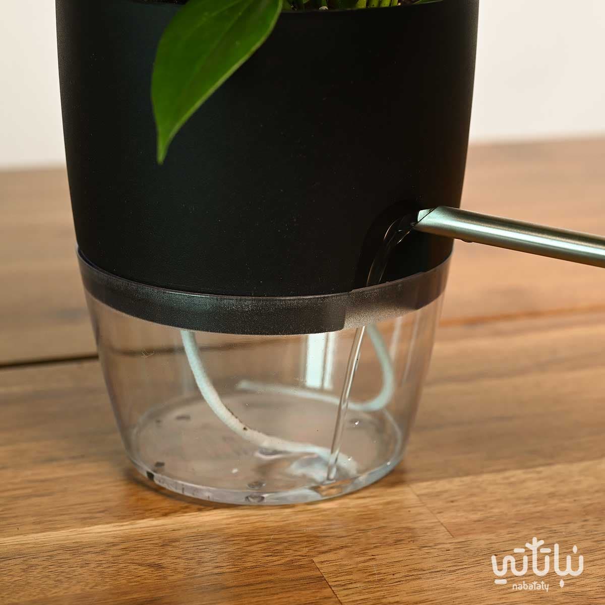 نبتة انتوريوم بنفسجي في اصيص شفاف ذاتي الري اسود 2