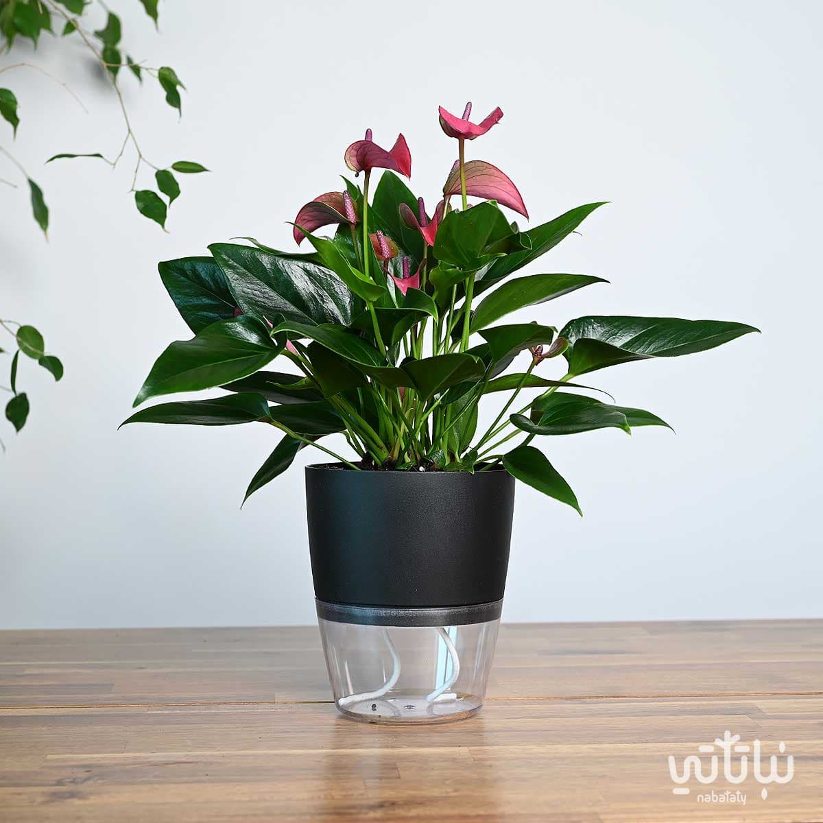 نبتة انتوريوم بنفسجي في اصيص شفاف ذاتي الري اسود 1