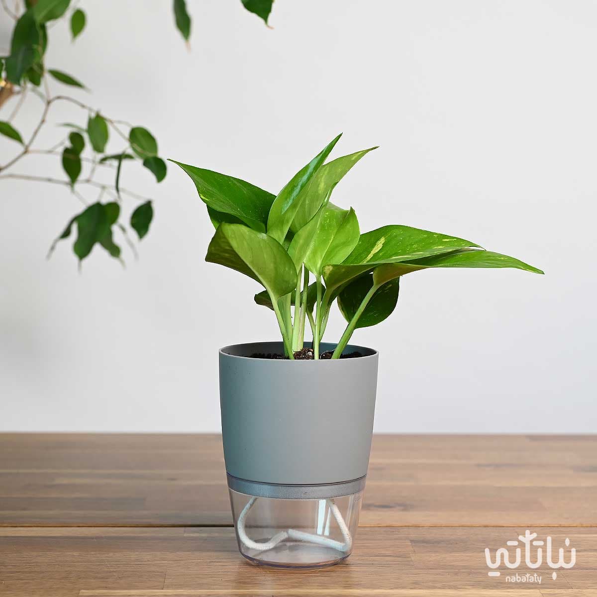 نبتة بوتس في اصيص شفاف ذاتي الري رمادي 1