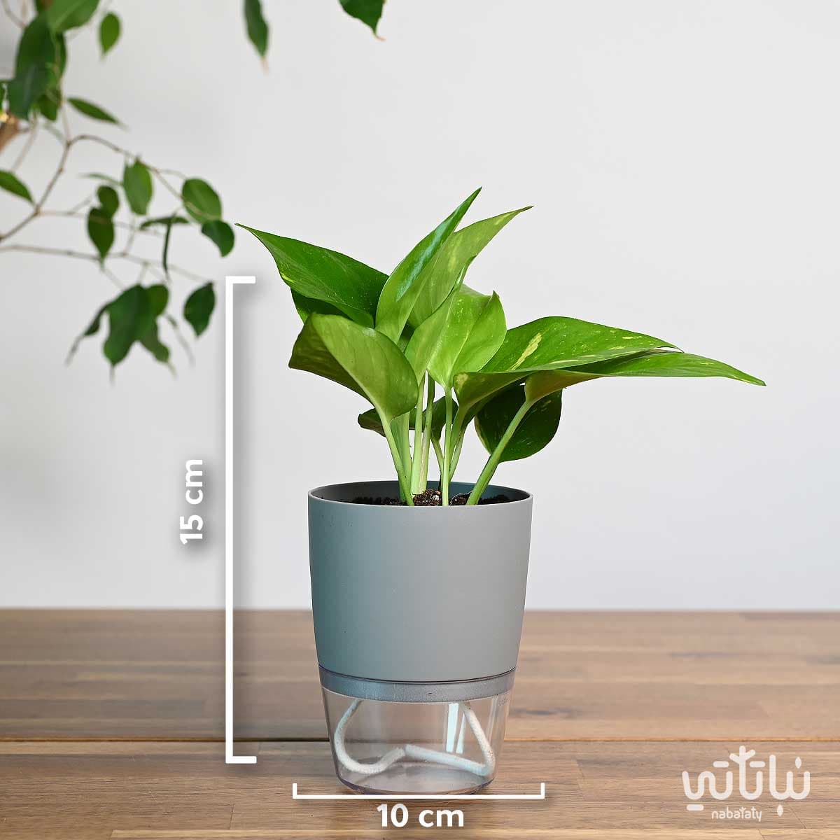 نبتة بوتس في اصيص شفاف ذاتي الري رمادي 2