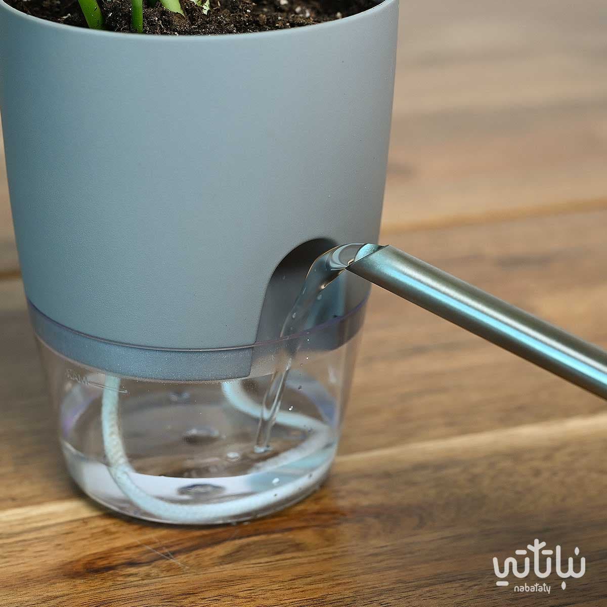 نبتة بوتس في اصيص شفاف ذاتي الري رمادي 3