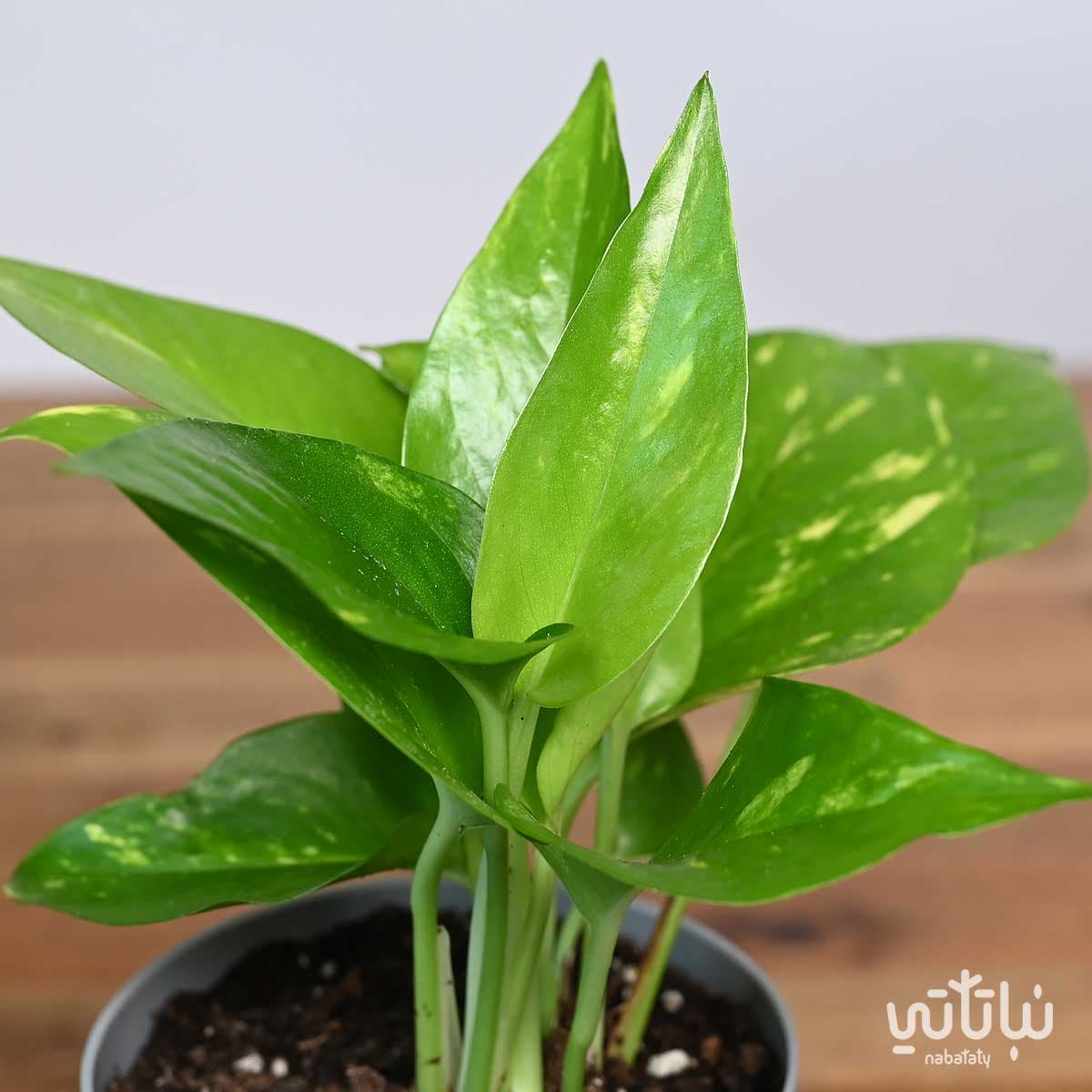 نبتة بوتس في اصيص شفاف ذاتي الري رمادي 4