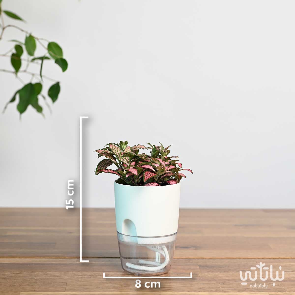 نبتة فيتونيا وردية في اصيص شفاف ذاتي الري ابيض 2