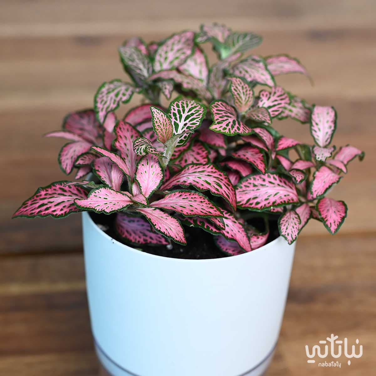 نبتة فيتونيا وردية في اصيص شفاف ذاتي الري ابيض 3