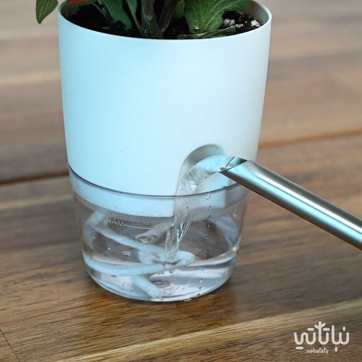 نبتة فيتونيا وردية في اصيص شفاف ذاتي الري ابيض 4