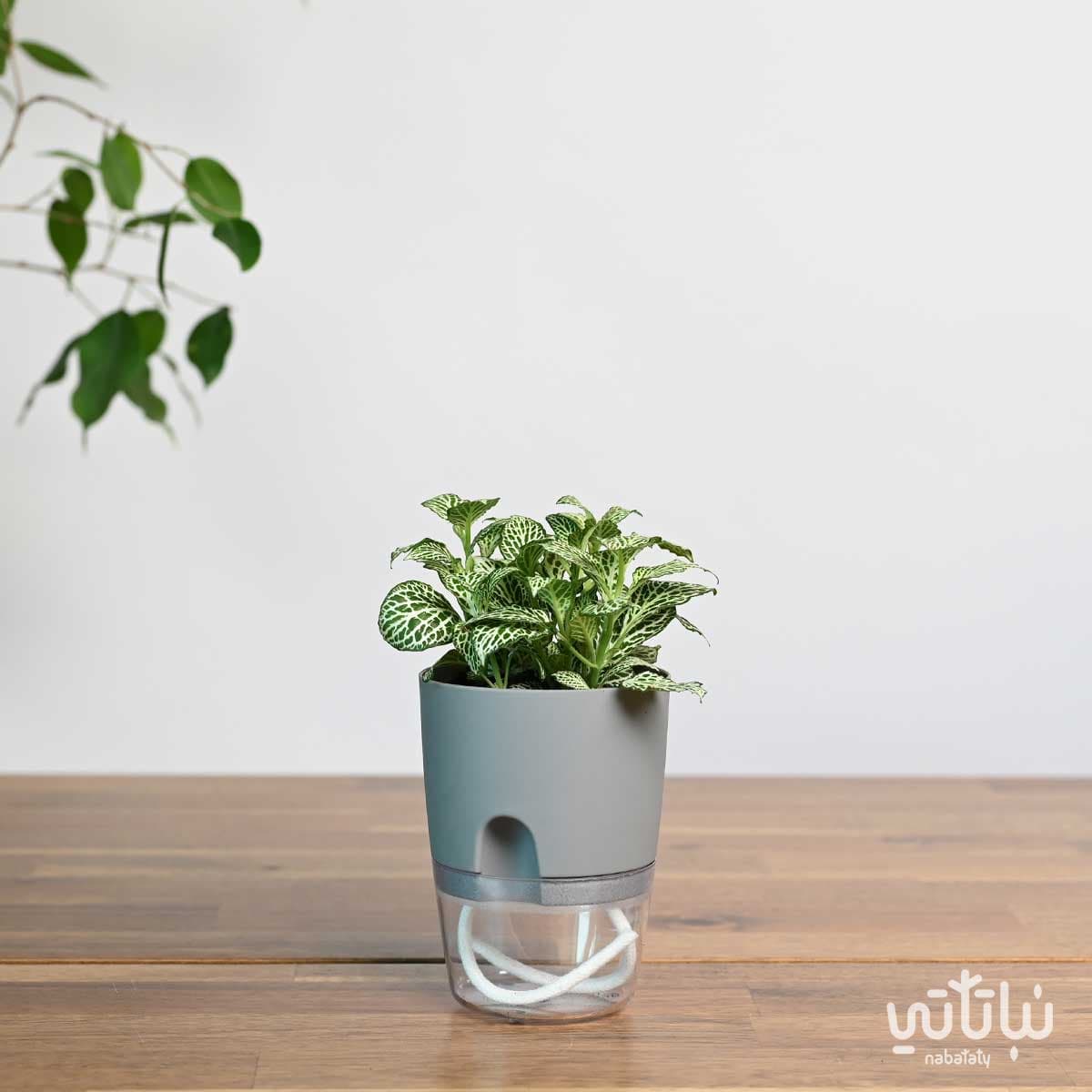 نبتة  فيتونيا مبرقشة في اصيص شفاف ذاتي الري رمادي 1