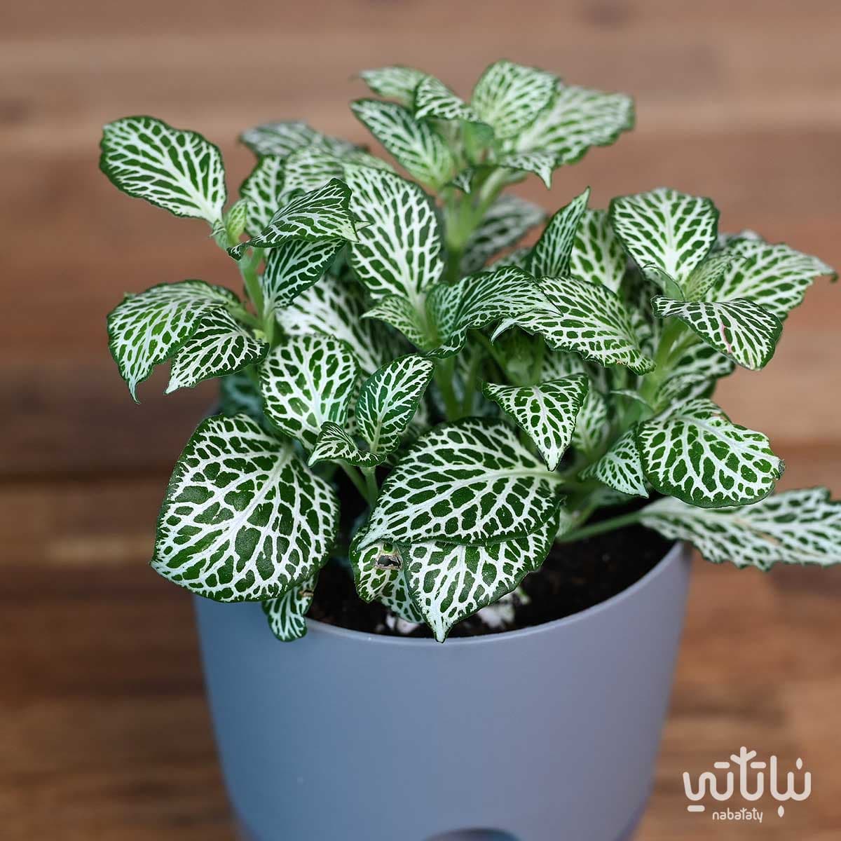 نبتة  فيتونيا مبرقشة في اصيص شفاف ذاتي الري رمادي 4