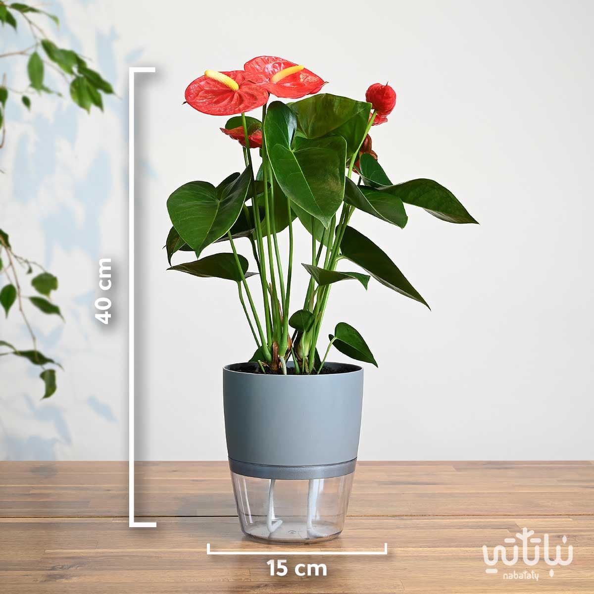 نبتة انتوريوم احمر في اصيص شفاف ذاتي الري رمادي 4