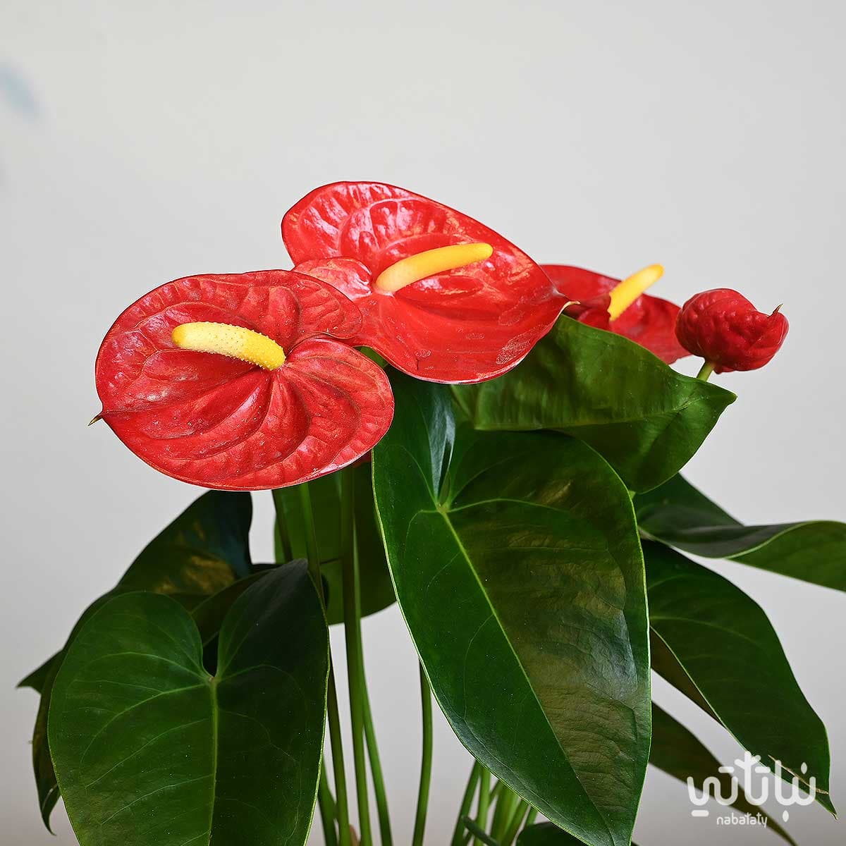 نبتة انتوريوم احمر في اصيص شفاف ذاتي الري رمادي 3